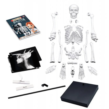 Human Skeleton Science Model Kit