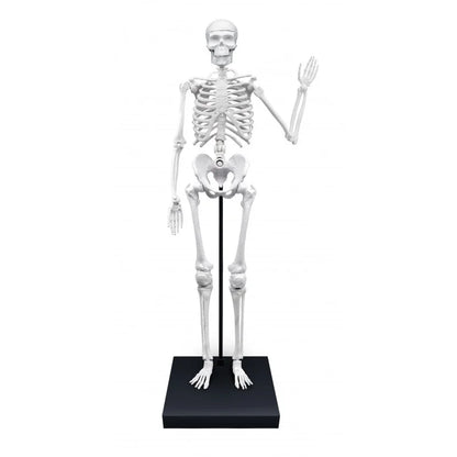 Human Skeleton Science Model Kit