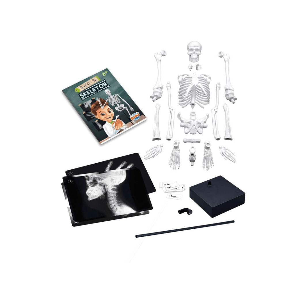 Human Skeleton Science Model Kit - Buki France - The Toy Store