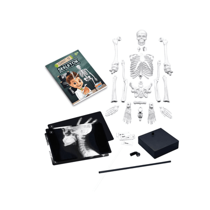 Human Skeleton Science Model Kit - Buki France - The Toy Store