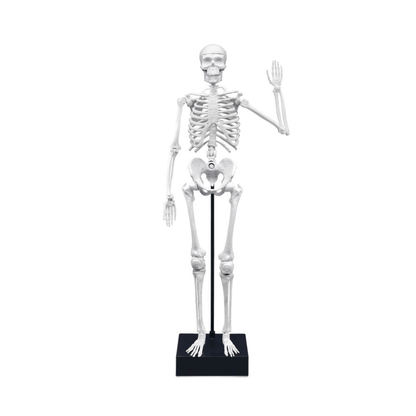 Human Skeleton Science Model Kit - Buki France - The Toy Store