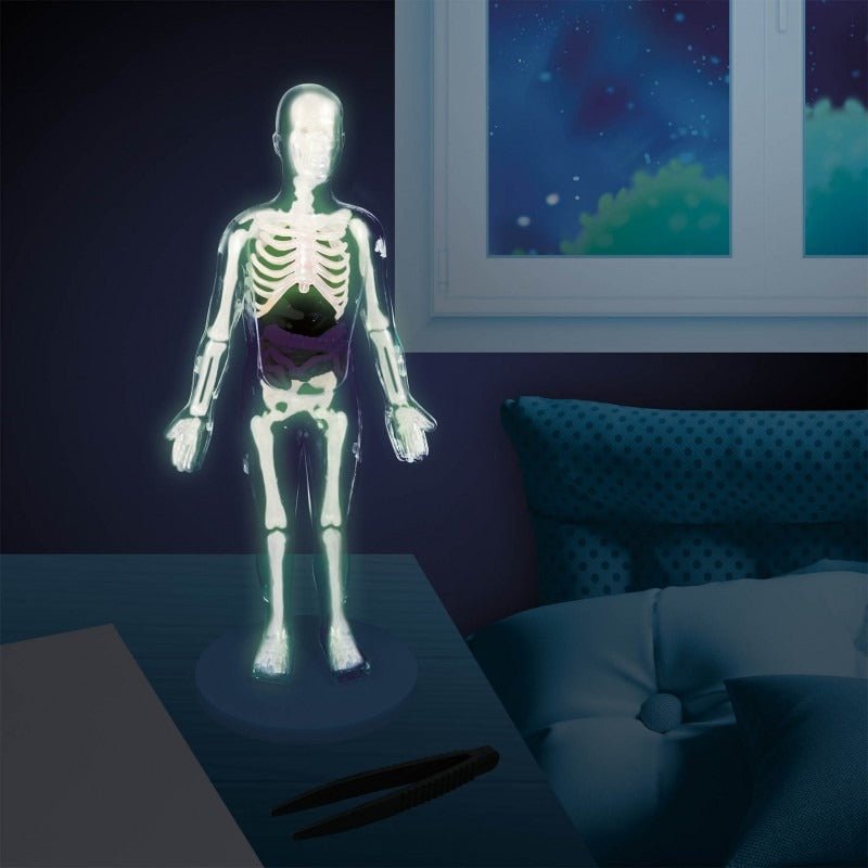 Human Body Anatomy Science Kit - Buki - The Toy Store