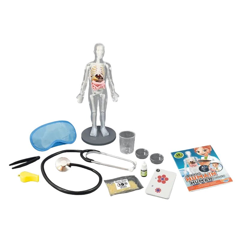 Human Body Anatomy Science Kit - Buki - The Toy Store