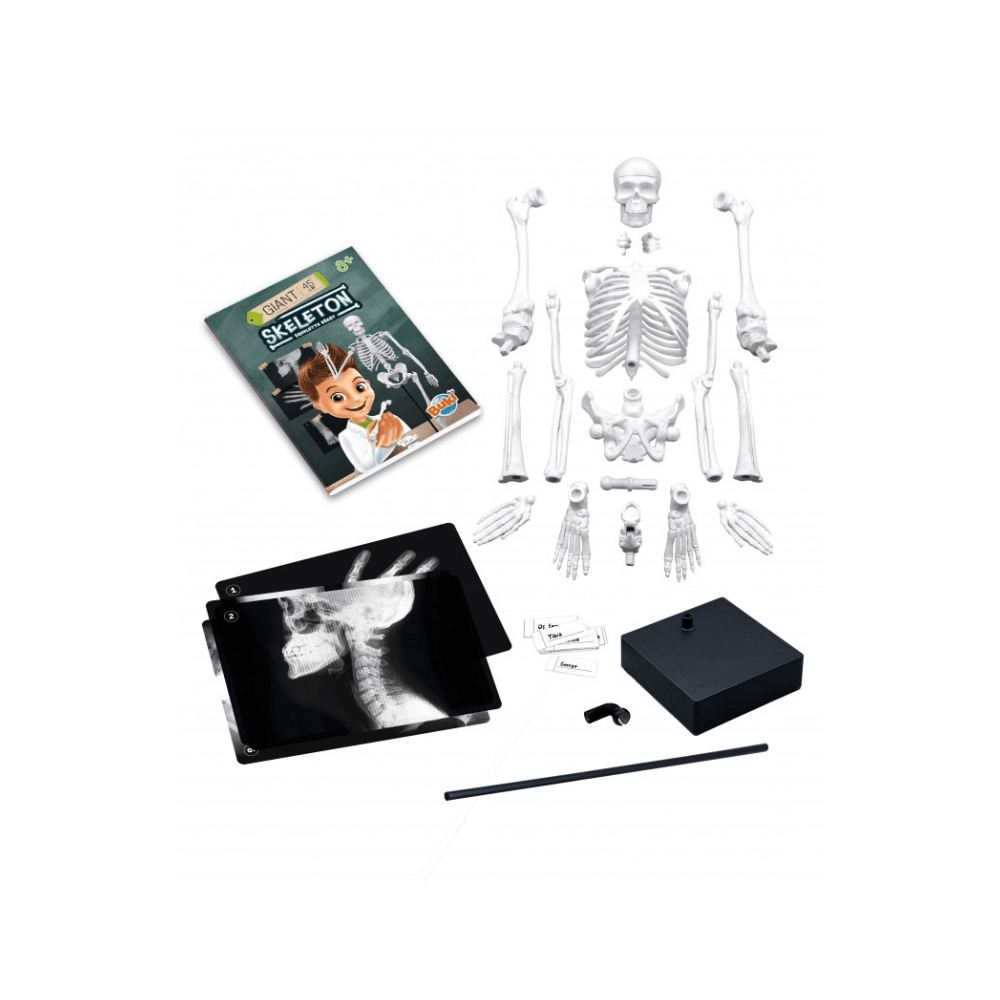 45 cm Skeleton Model - Buki - The Toy Store
