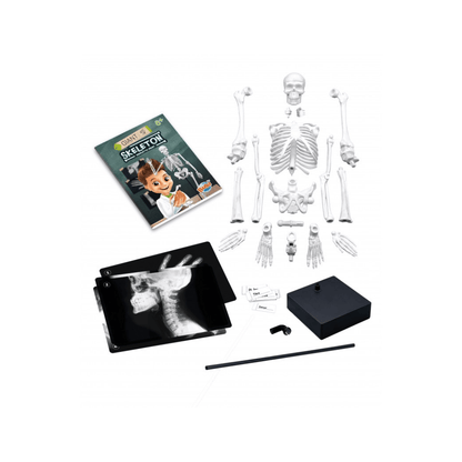45 cm Skeleton Model - Buki - The Toy Store