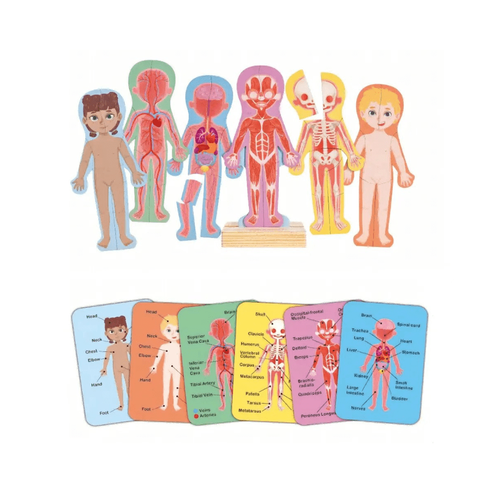 Human Body Magnetic Puzzle - Hape - The Toy Store