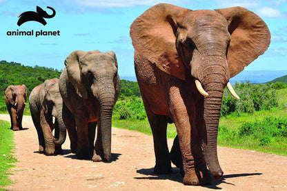 Elephants in Jungle Puzzle - Prime 3D - The Toy Store