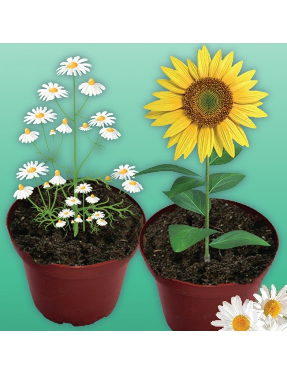 Science kit plant pots with white daisies and a yellow sunflower
