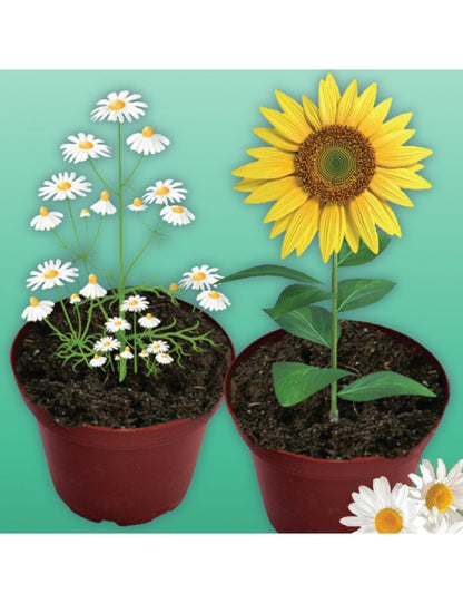 Science kit plant pots with white daisies and a yellow sunflower